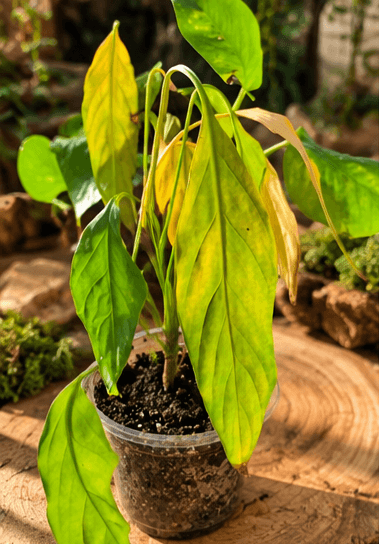 Peace Lily