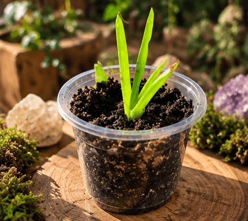 Aloe Juvenile