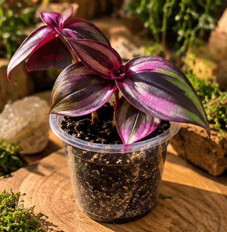 Wandering Jew