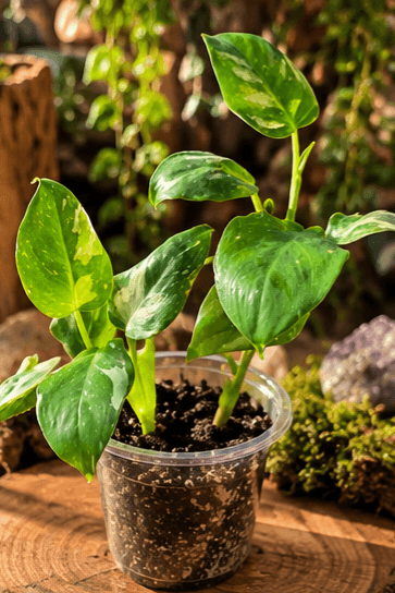 White Wizard Philodendron