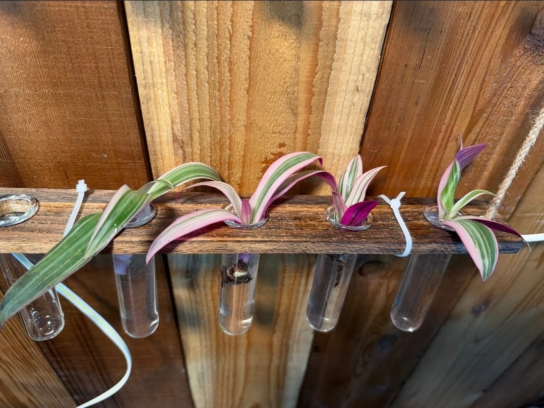 Tradescantia