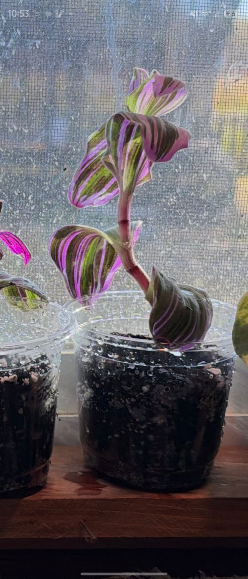 Tradescantia