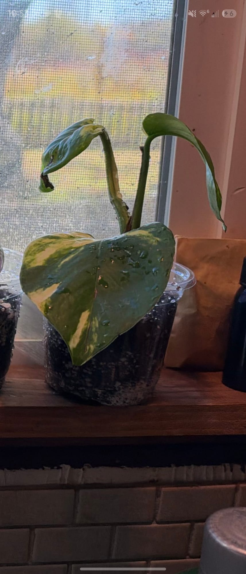 Variegated Golden Pothos