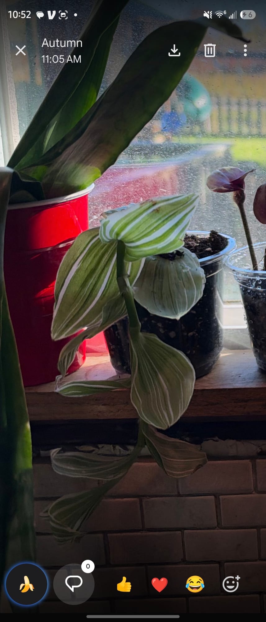 Tradescantia 'Albovittata'